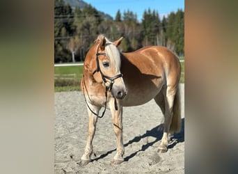 Haflinger, Caballo castrado, 4 años, 145 cm, Alazán