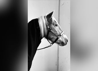 Haflinger, Caballo castrado, 4 años, 147 cm, Alazán