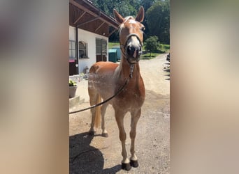 Haflinger, Caballo castrado, 4 años, 147 cm, Alazán