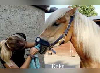 Haflinger, Caballo castrado, 4 años, 147 cm, Alazán