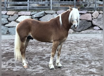 Haflinger, Caballo castrado, 4 años, 147 cm, Alazán