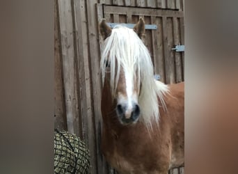 Haflinger, Caballo castrado, 4 años, 147 cm, Alazán