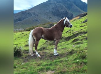 Haflinger, Caballo castrado, 4 años, 147 cm, Alazán