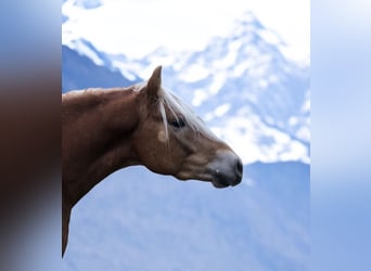 Haflinger, Caballo castrado, 4 años, 147 cm, Alazán