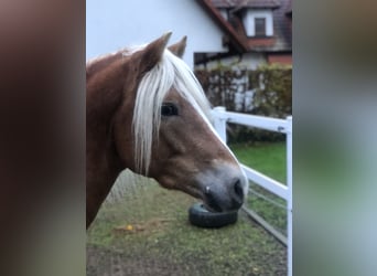 Haflinger, Caballo castrado, 4 años, 147 cm, Alazán