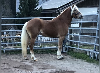 Haflinger, Caballo castrado, 4 años, 147 cm, Alazán