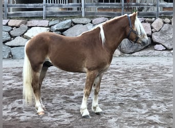 Haflinger, Caballo castrado, 4 años, 147 cm, Alazán