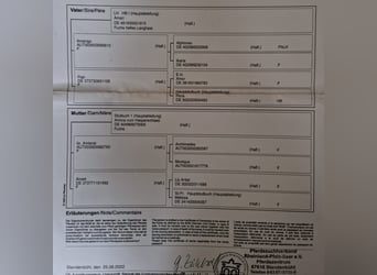 Haflinger, Caballo castrado, 4 años, 147 cm