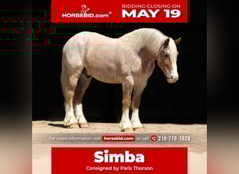 Haflinger Mestizo, Caballo castrado, 4 años, 147 cm, Ruano alazán