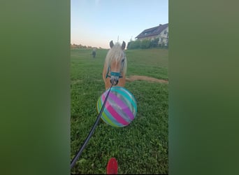 Haflinger, Caballo castrado, 4 años, 148 cm, Alazán