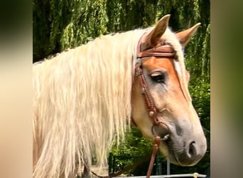 Haflinger, Caballo castrado, 4 años, 148 cm, Alazán