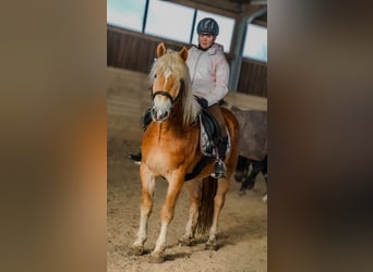 Haflinger, Caballo castrado, 4 años, 148 cm, Alazán