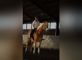 Haflinger, Caballo castrado, 4 años, 148 cm, Alazán