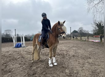 Haflinger, Caballo castrado, 4 años, 148 cm