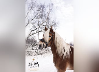 Haflinger, Caballo castrado, 4 años, 148 cm