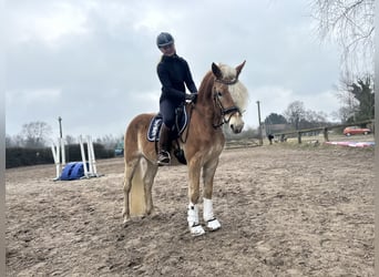 Haflinger, Caballo castrado, 4 años, 148 cm