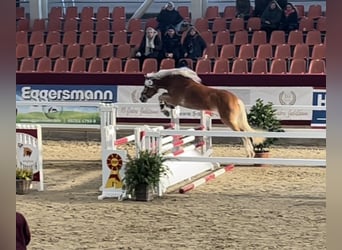 Haflinger, Caballo castrado, 4 años, 148 cm