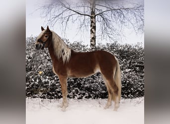 Haflinger, Caballo castrado, 4 años, 148 cm