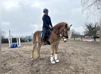 Haflinger, Caballo castrado, 4 años, 148 cm