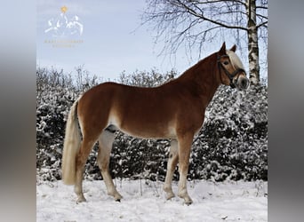 Haflinger, Caballo castrado, 4 años, 148 cm