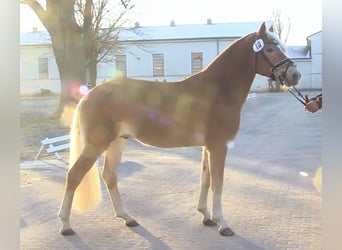 Haflinger, Caballo castrado, 4 años, 148 cm