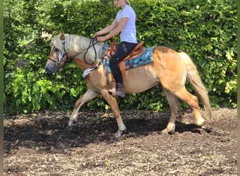 Haflinger, Caballo castrado, 4 años, 149 cm, Alazán