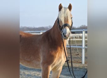 Haflinger, Caballo castrado, 4 años, 150 cm, Alazán