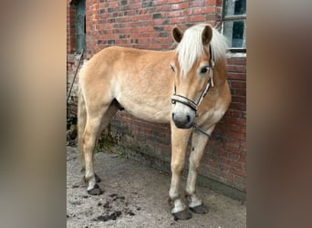 Haflinger, Caballo castrado, 4 años, 150 cm, Alazán