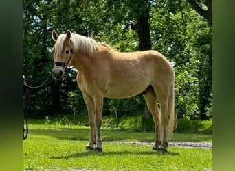 Haflinger, Caballo castrado, 4 años, 150 cm, Alazán