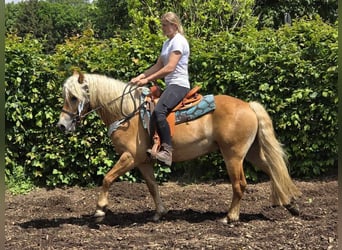 Haflinger, Caballo castrado, 4 años, 150 cm, Alazán