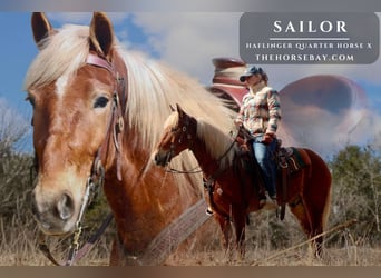 Haflinger Mestizo, Caballo castrado, 4 años, 150 cm, Alazán rojizo