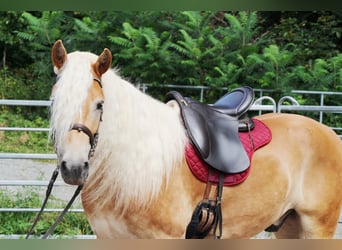 Haflinger, Caballo castrado, 4 años, 150 cm, Palomino