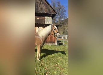 Haflinger, Caballo castrado, 4 años, 151 cm, Alazán