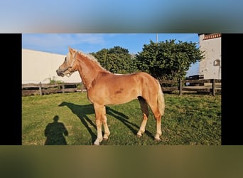 Haflinger, Caballo castrado, 4 años, 151 cm, Alazán