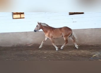 Haflinger, Caballo castrado, 4 años, 151 cm, Alazán