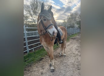 Haflinger, Caballo castrado, 4 años, 151 cm