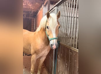 Haflinger, Caballo castrado, 4 años, 152 cm, Alazán