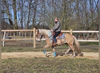 Haflinger, Caballo castrado, 4 años, 152 cm, Alazán