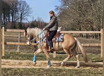 Haflinger, Caballo castrado, 4 años, 152 cm, Alazán