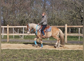 Haflinger, Caballo castrado, 4 años, 152 cm, Alazán