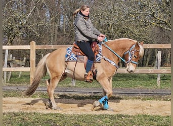 Haflinger, Caballo castrado, 4 años, 152 cm, Alazán