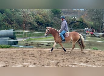 Haflinger, Caballo castrado, 4 años, 152 cm, Alazán