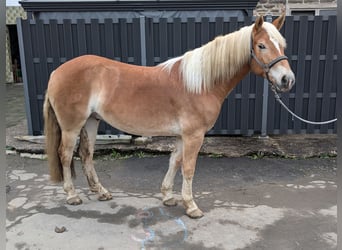 Haflinger, Caballo castrado, 4 años, 152 cm, Alazán