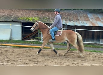 Haflinger, Caballo castrado, 4 años, 152 cm, Alazán