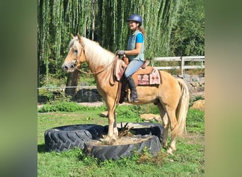 Haflinger, Caballo castrado, 4 años, 153 cm, Alazán