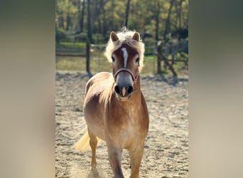 Haflinger, Caballo castrado, 4 años, 153 cm