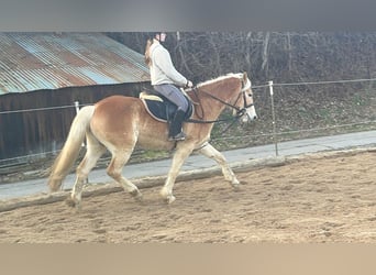 Haflinger, Caballo castrado, 4 años, 154 cm, Alazán rojizo