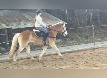 Haflinger, Caballo castrado, 4 años, 154 cm, Alazán rojizo
