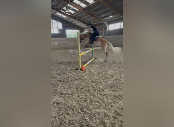 Haflinger, Caballo castrado, 4 años, 155 cm, Alazán