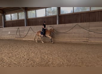 Haflinger, Caballo castrado, 4 años, 155 cm, Alazán